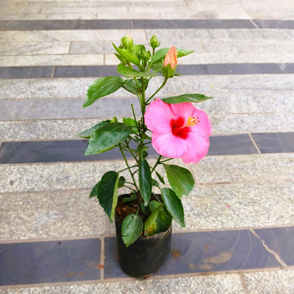 Buy Hibiscus / Gudhal Pink in 4 Inch Nursery Bag in 5 Inch Nursery Bag Online | Urvann.com Hibiscus / Gudhal Pink in 4 Inch Nursery Bag