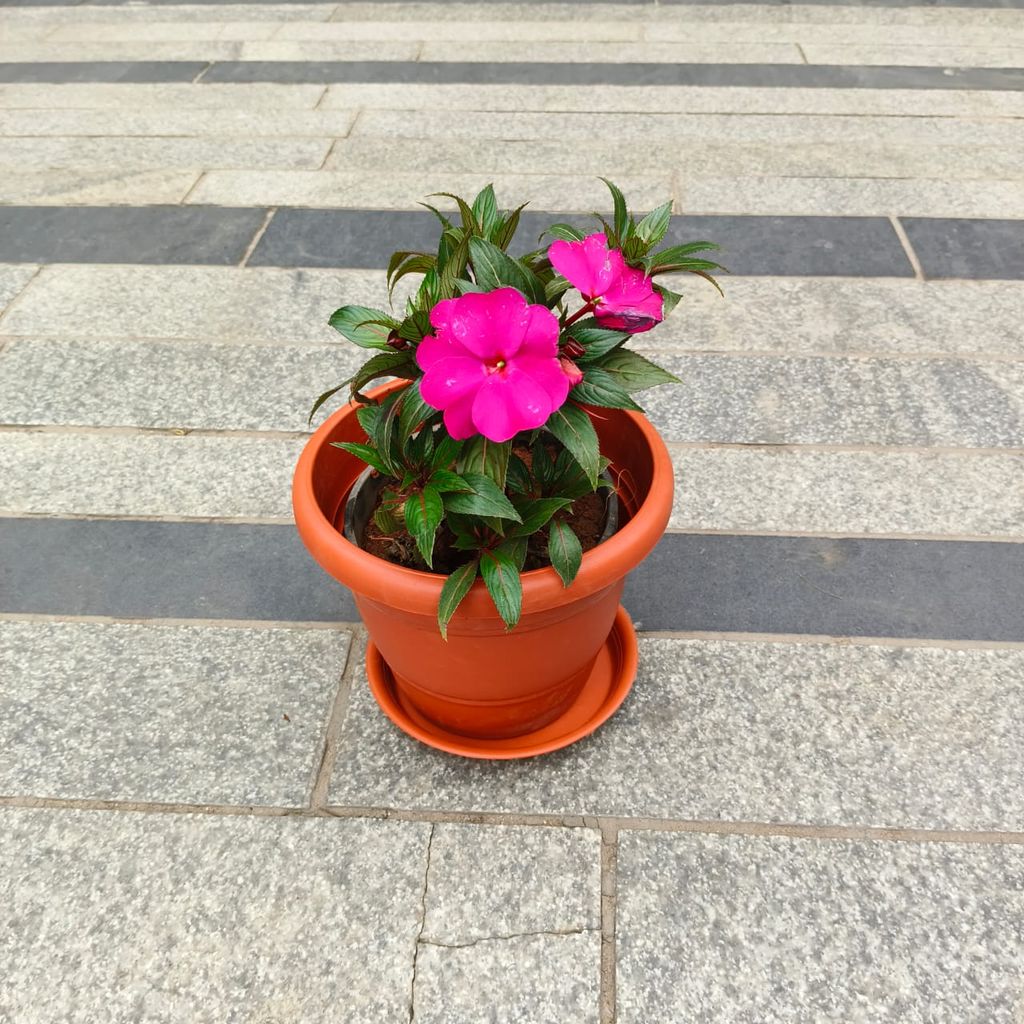 Impatiens Balsamina Pink in 7 Inch Red Classy Plastic Pot with Tray Impatiens Balsamina Pink in 7 Inch Red Classy Plastic Pot with Tray
