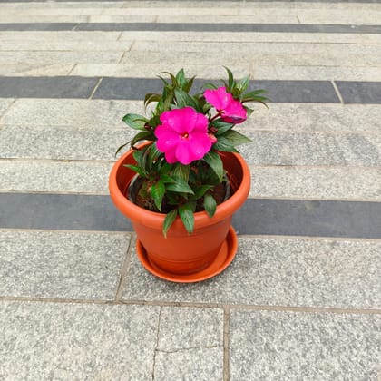 Impatiens Balsamina Pink in 7 Inch Red Classy Plastic Pot with Tray