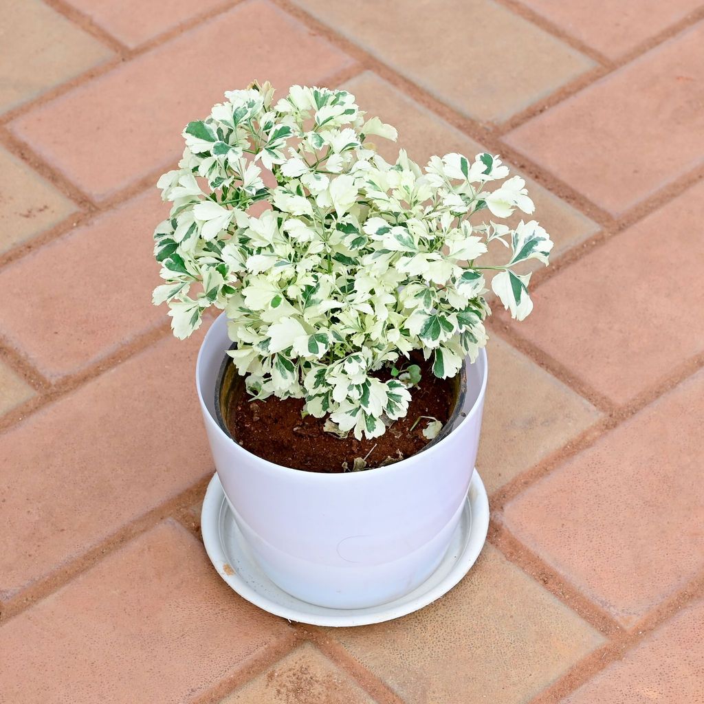 Buy Aralia White in 6 Inch White Premium Sphere Plastic Pot with Tray Online | Urvann.com Aralia White in 6 Inch White Premium Sphere Plastic Pot with Tray