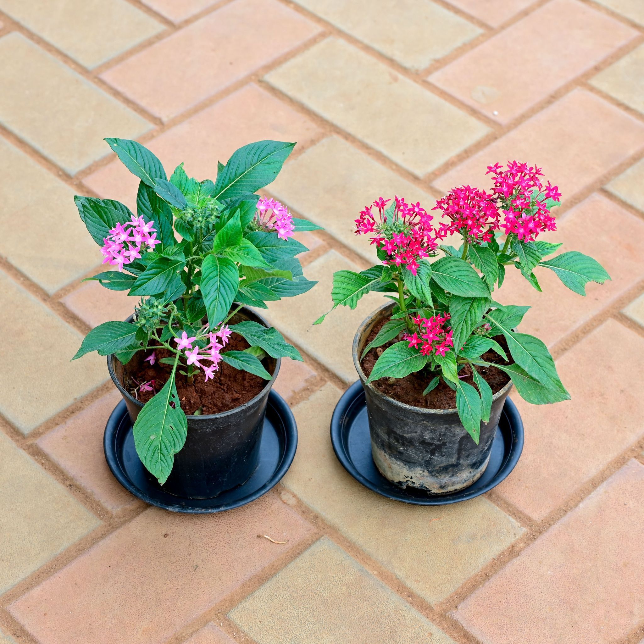 Set of 2 - Pentas (Dark Pink & Pink) in 5 Inch Nursery Pot with Tray