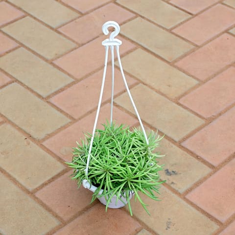 Pine Succulent in 6 Inch White Hanging Plastic Pot