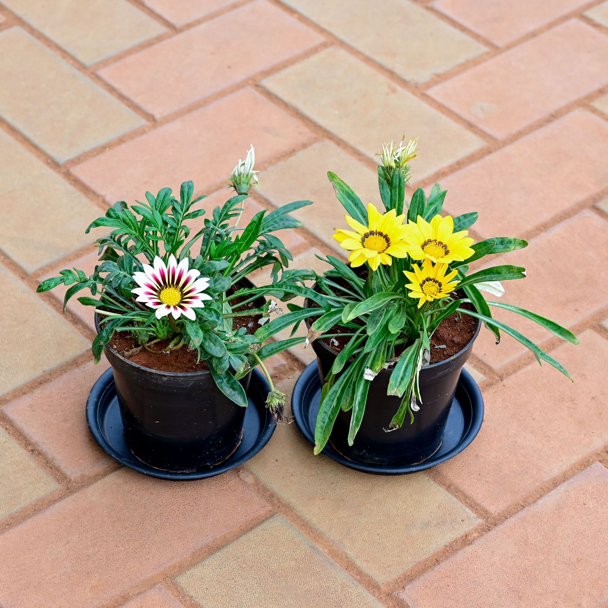 Set of 2 - Gazania (any colour ) in 5 Inch Nursery Pot with Tray