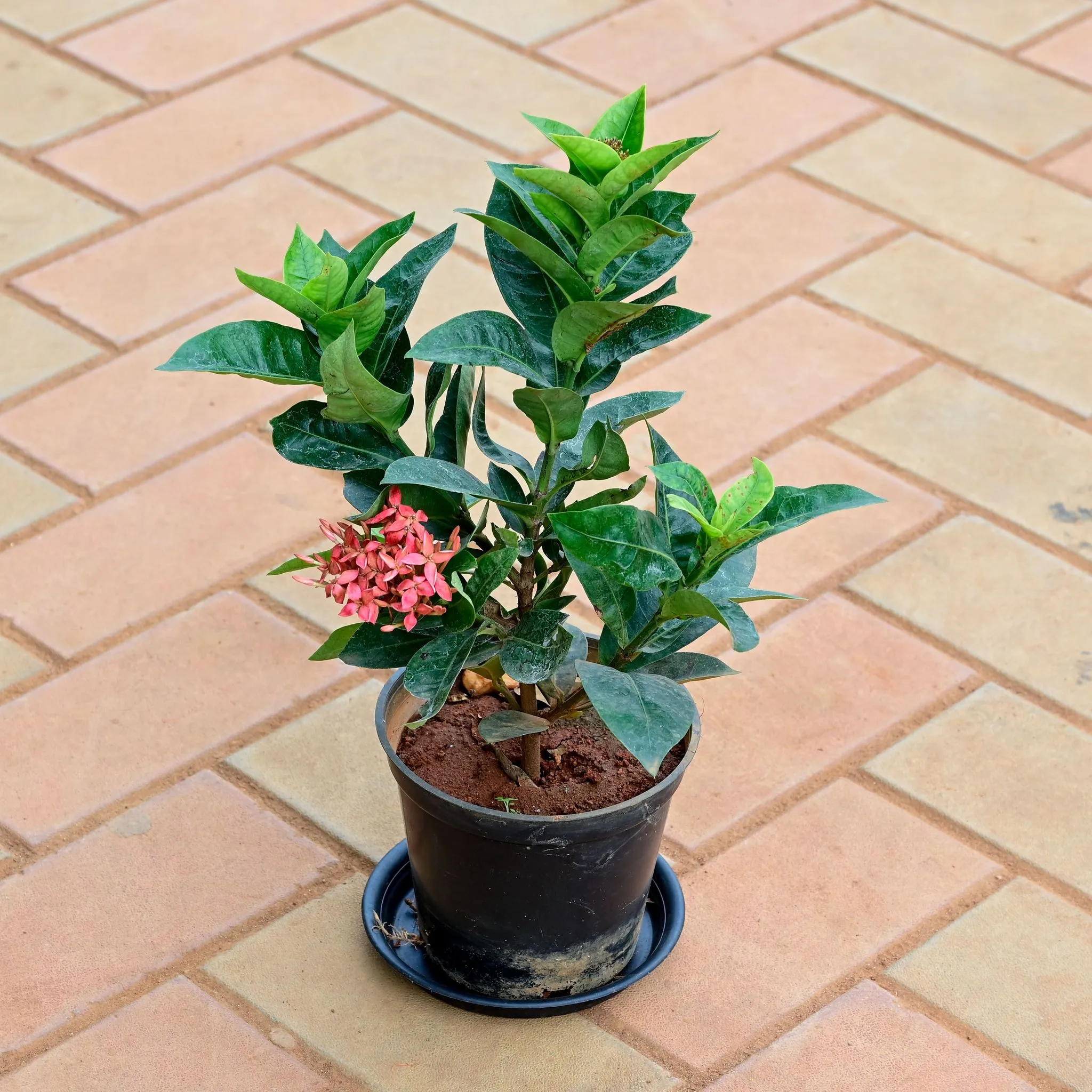 Ixora (any colour) in 6 Inch Nursery Pot with Tray