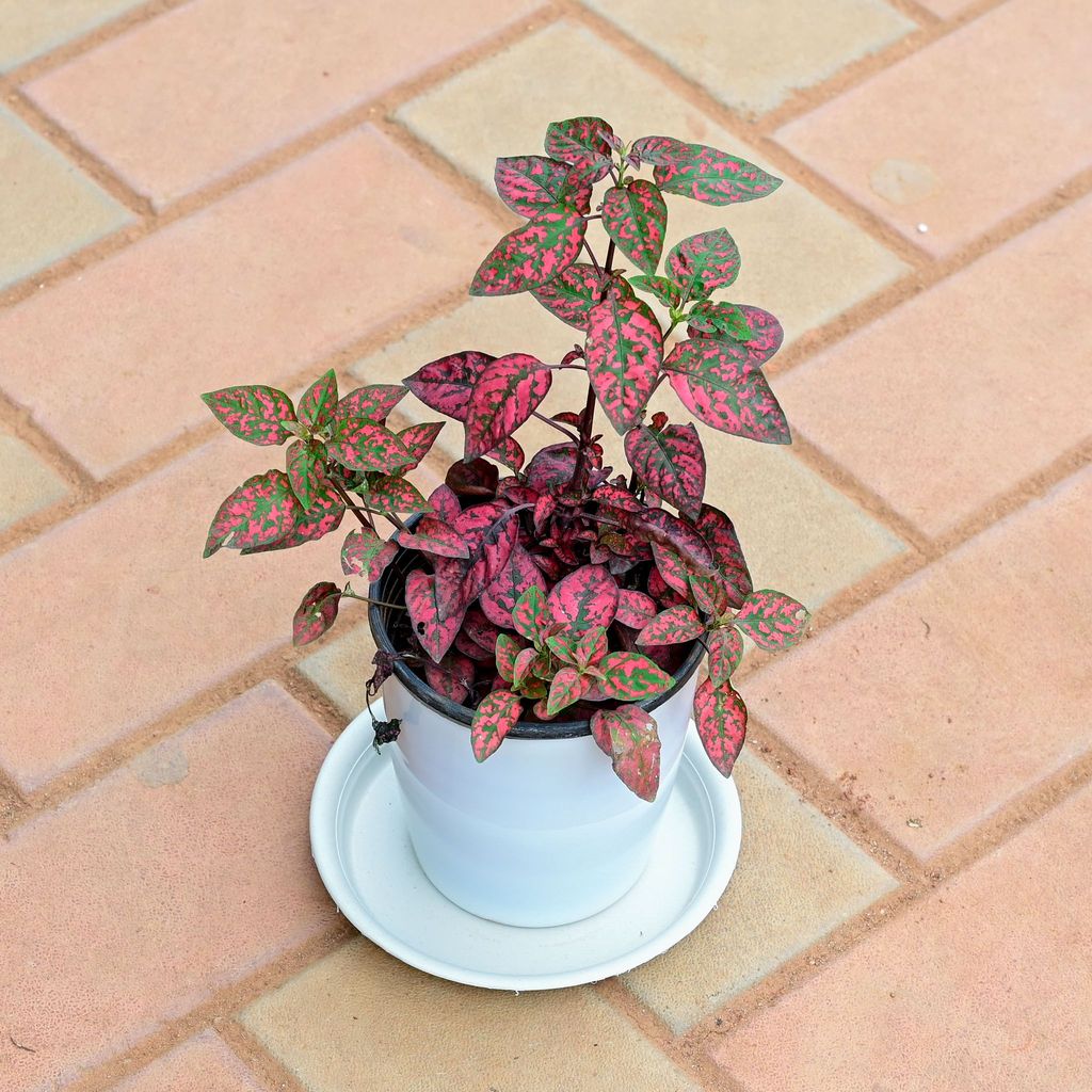 Buy Hypostes / Polka Dot Red in 5 Inch White Premium Sphere Plastic Pot with Tray Online | Urvann.com Hypostes / Polka Dot Red in 5 Inch White Premium Sphere Plastic Pot with Tray