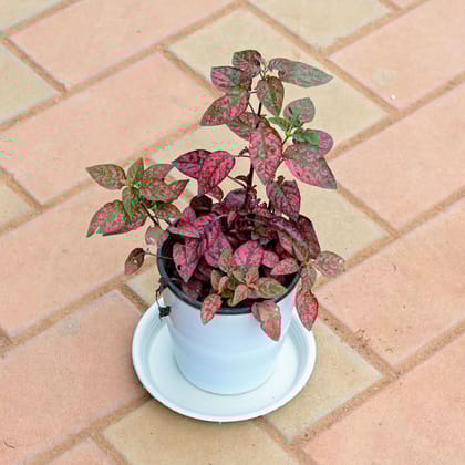 Buy Hypostes / Polka Dot Red in 5 Inch White Premium Sphere Plastic Pot with Tray Online | Urvann.com