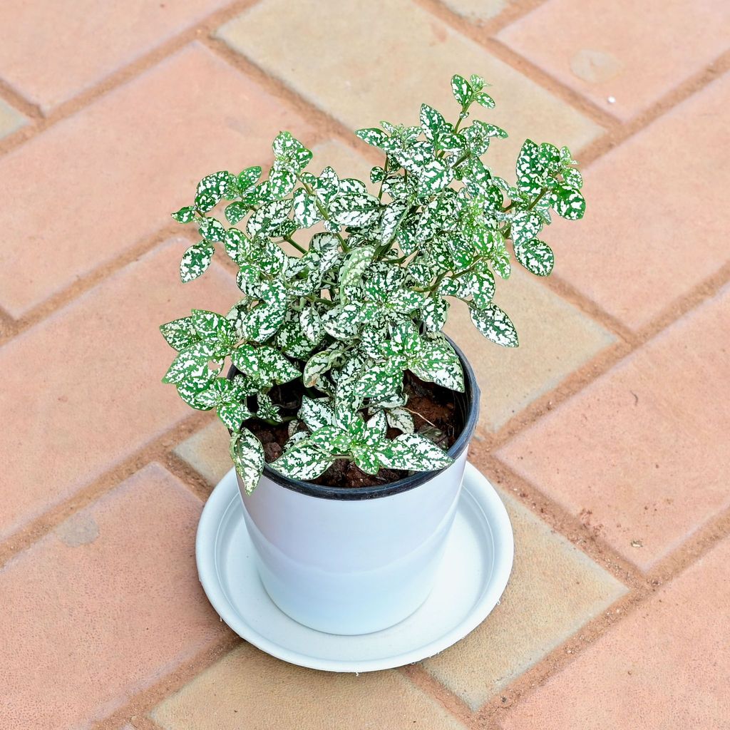 Buy Hypoestes / Polka Dot White in 5 Inch White Premium Sphere Plastic Pot with Tray Online | Urvann.com Hypoestes / Polka Dot White in 5 Inch White Premium Sphere Plastic Pot with Tray