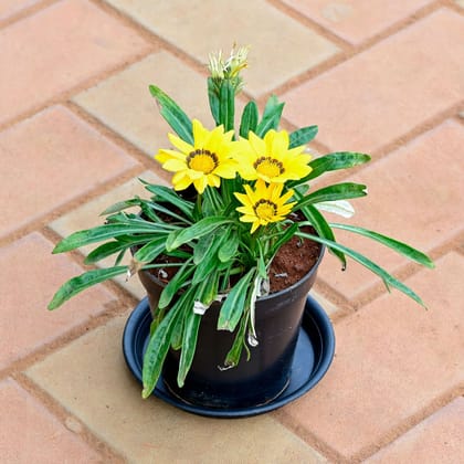 Buy Gazania (Any Colour) in 4 Inch Nursery Pot with Tray Online | Urvann.com