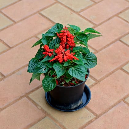 Buy Salvia Red in 5 Inch Nursery Pot with Tray Online | Urvann.com