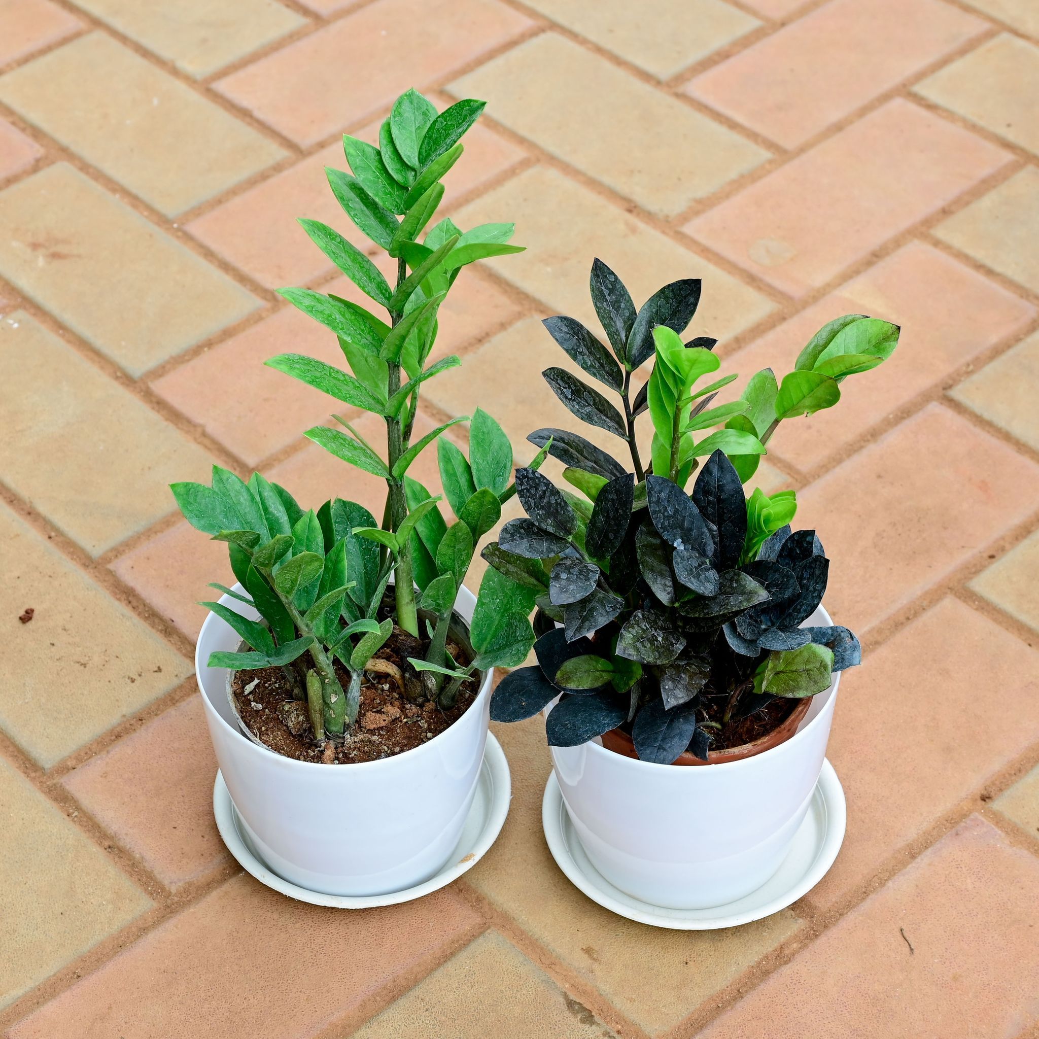 Set of 2 - Zz (Black & Green) in 6 Inch White Premium Sphere Plastic Pot with Tray