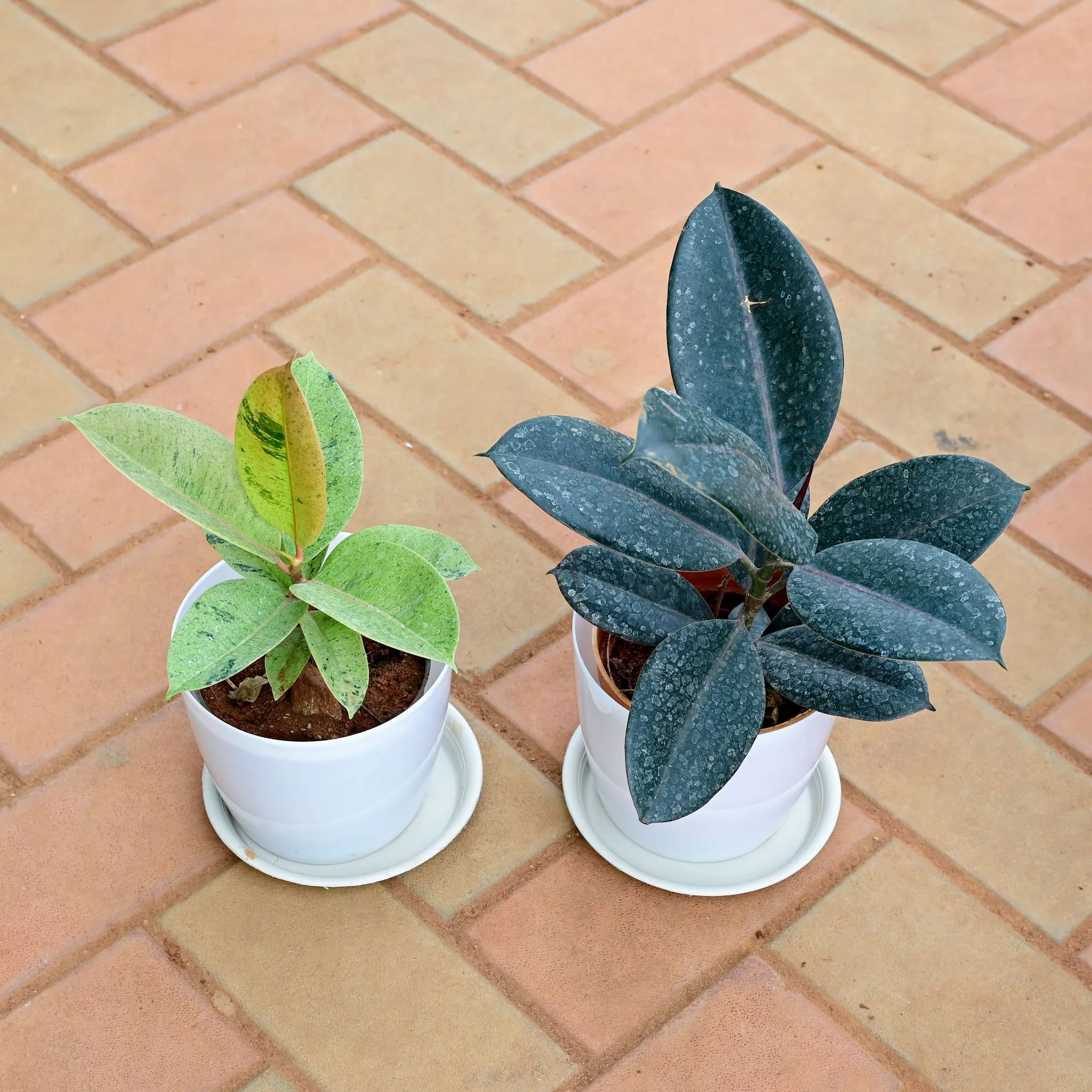 Set of 2 - Rubber (Black & Variegated Green) in 6 Inch White Premium Sphere Plastic Pot with Tray