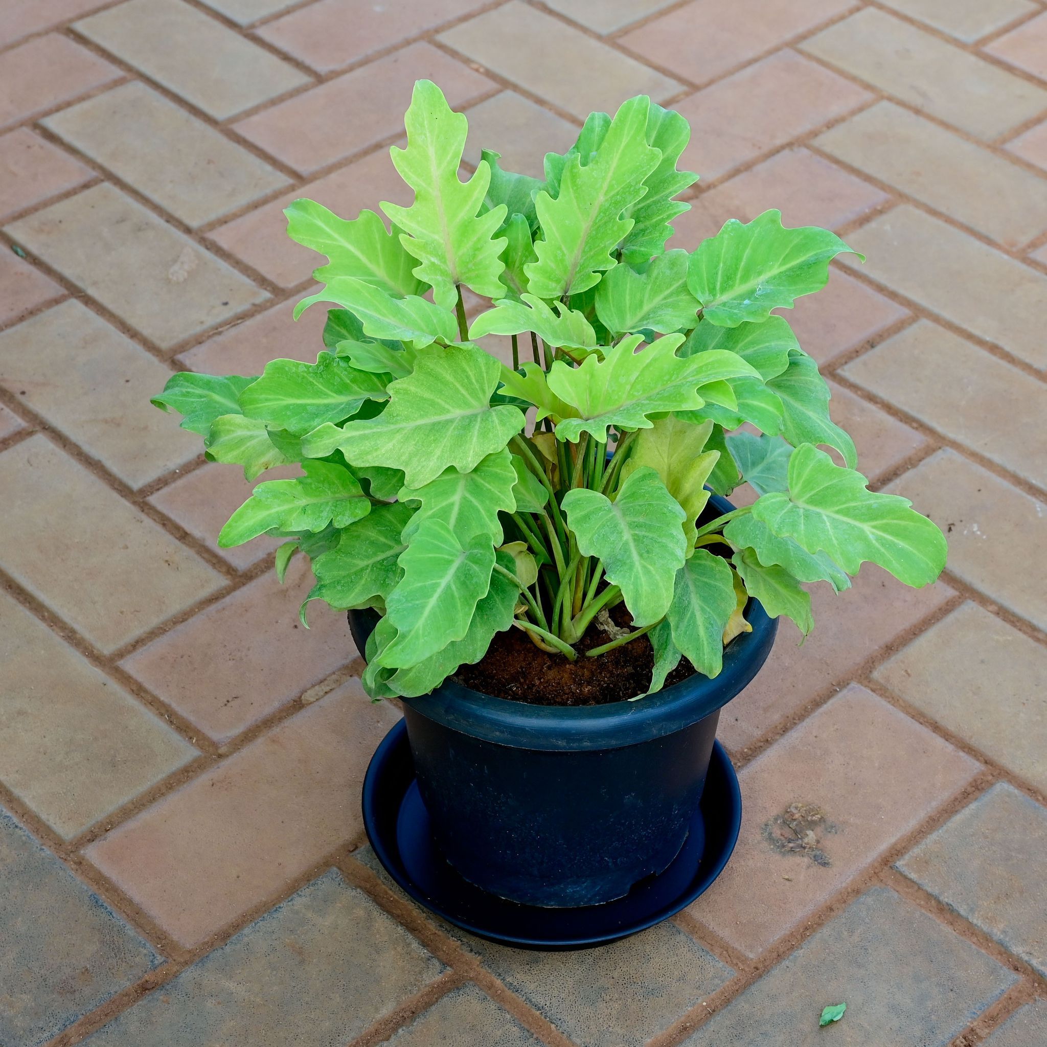 Xanadu Yellow in 10 Inch Nursery Pot with Tray