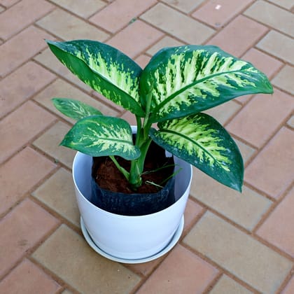Buy Dieffenbachia Seguin in 8 Inch White Premium Sphere Plastic Pot with Tray Online | Urvann.com