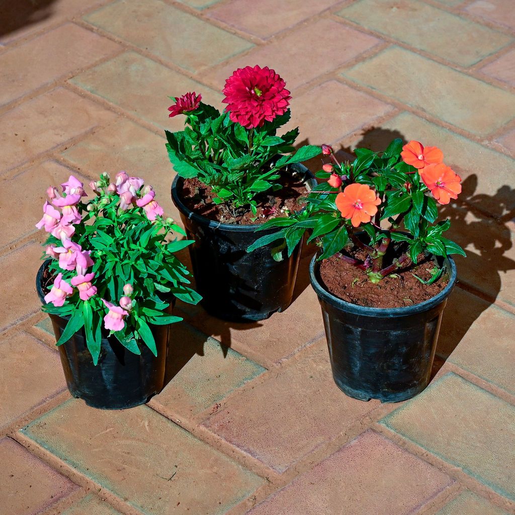 Buy Set of 3 - Dahlia, Dog Flower & Impatients Balsamina (any colour) in 5 Inch Nursery Pot Online | Urvann.com Set of 3 - Dahlia, Dog Flower & Impatients Balsamina (any colour) in 5 Inch Nursery Pot