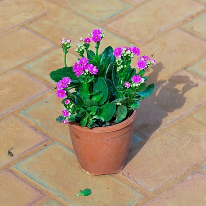 Buy Kalanchoe Pink Succulent in 5 Inch Nursery Pot Online | Urvann.com
