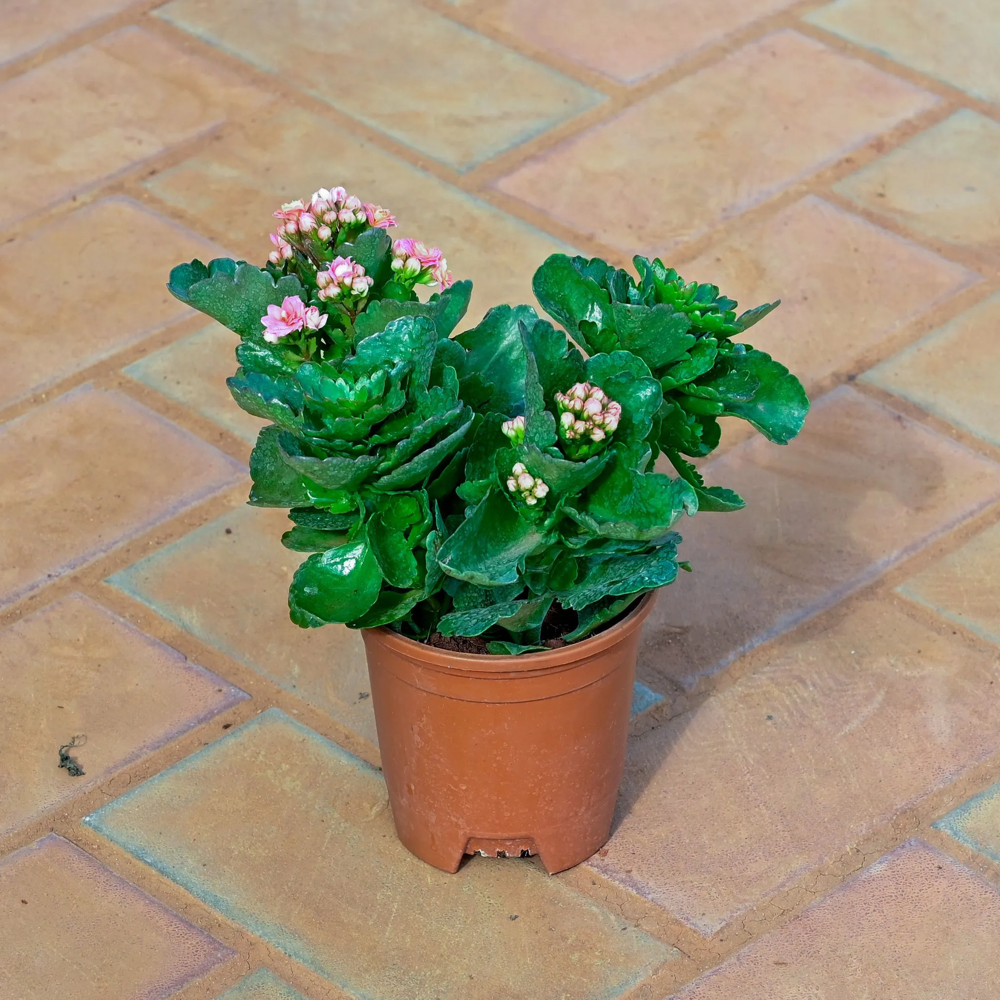 Kalanchoe Succulent (any colour) in 5 Inch Nursery Pot
