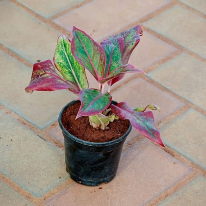 Buy Aglaonema Lipstick in 4 Inch Nursery Pot Online | Urvann.com