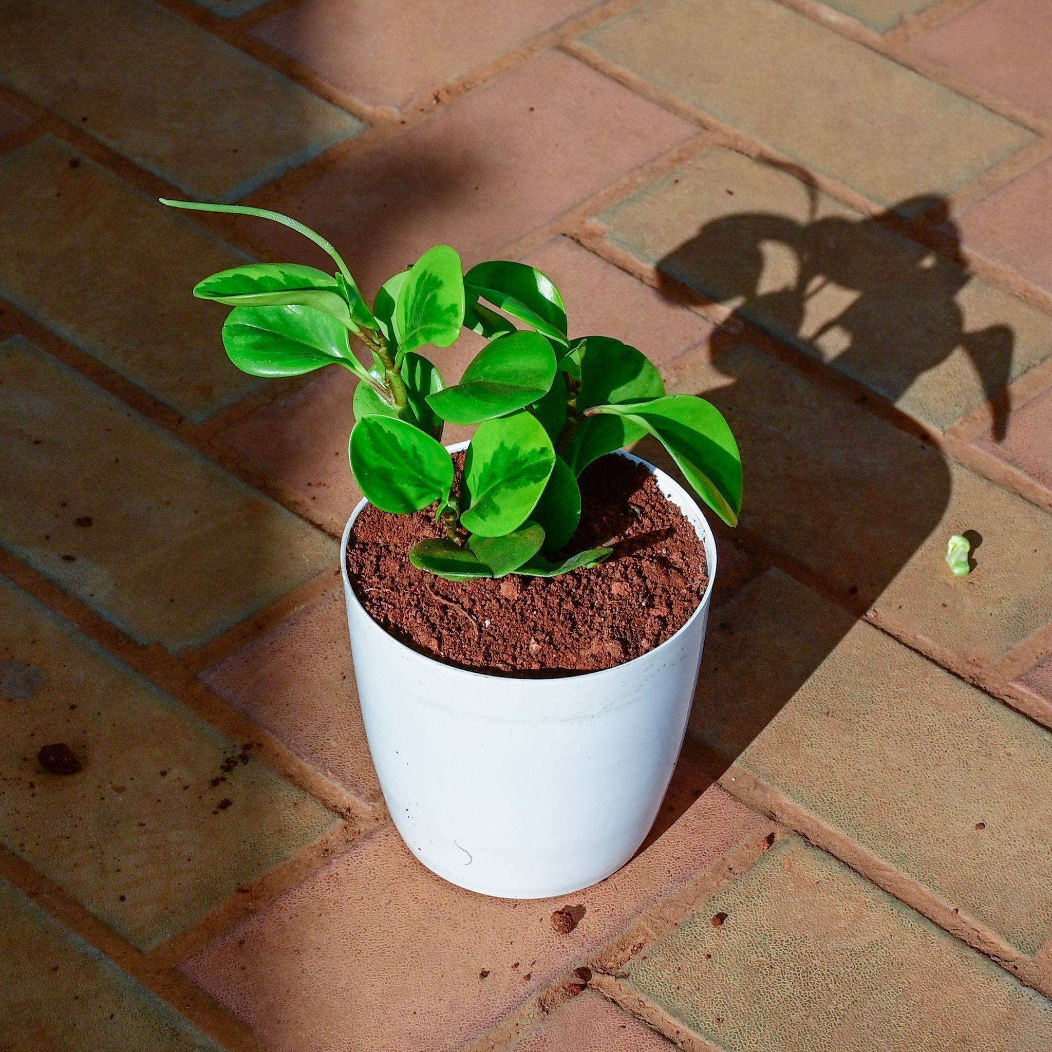 Peperomia Variegated in 5 Inch White Premium Sphere Plastic Pot