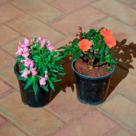 Set of 2 - Dog Flower & Impatients Balsam (any colour) in 5 Inch Nursery Pot