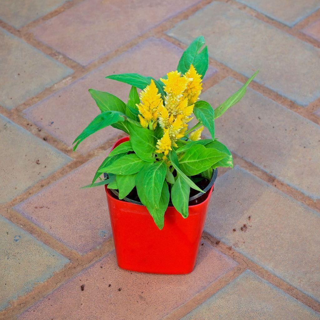 Buy Cockscomb Yellow in 4 Inch Premium Square Plastic Pot (any colour) Online | Urvann.com Cockscomb Yellow in 4 Inch Premium Square Plastic Pot (any colour)