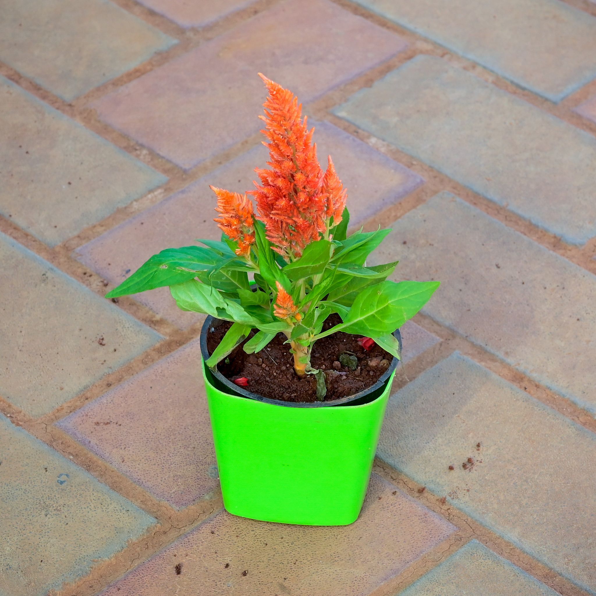 Cockscomb Orange in 4 Inch Premium Square Plastic Pot (any colour)