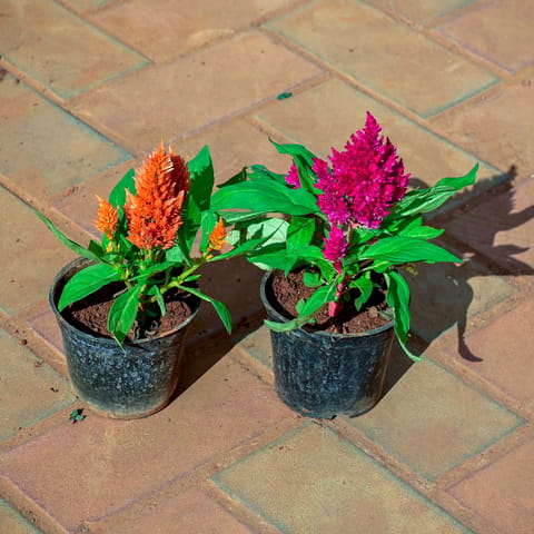 Set of 2 - Cockscomb (Orange & Pink) in 4 Inch Nursery Pot