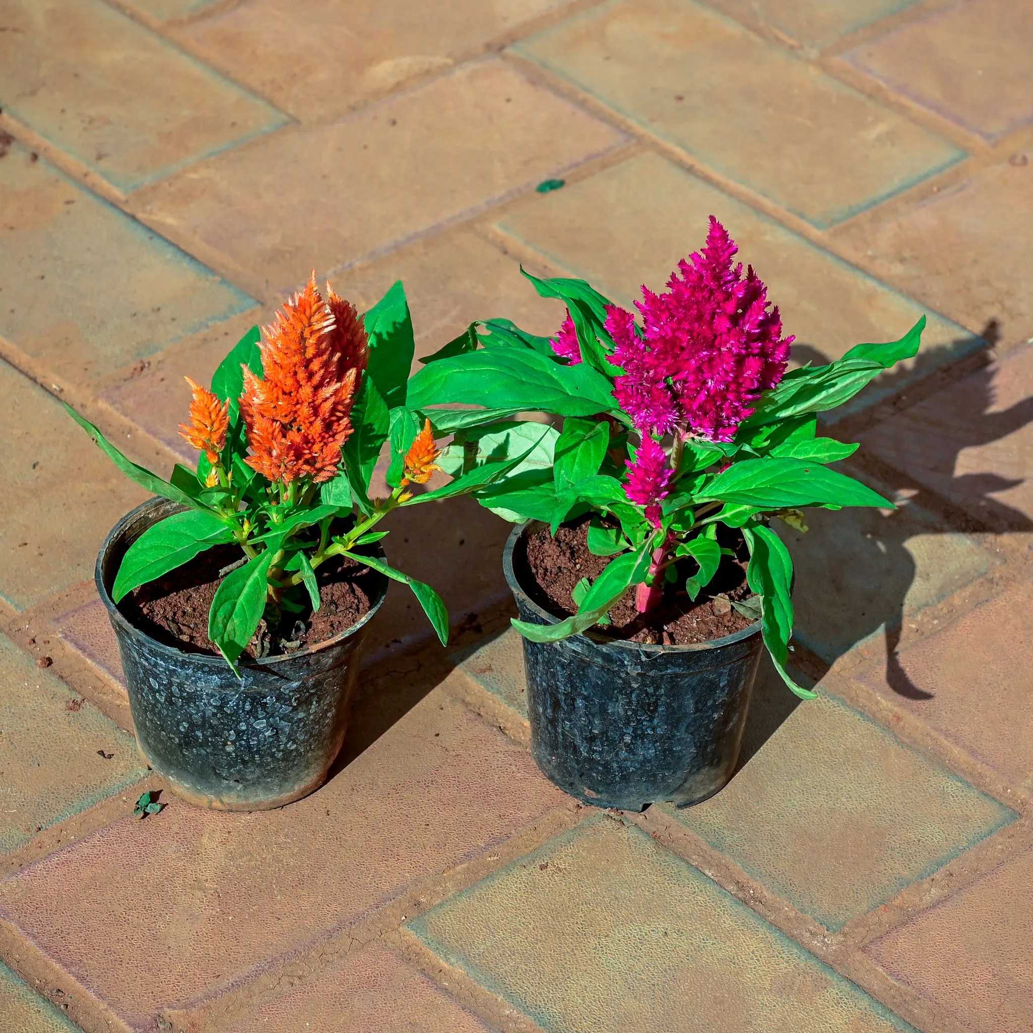 Set of 2 - Cockscomb (Orange & Pink) in 4 Inch Nursery Pot