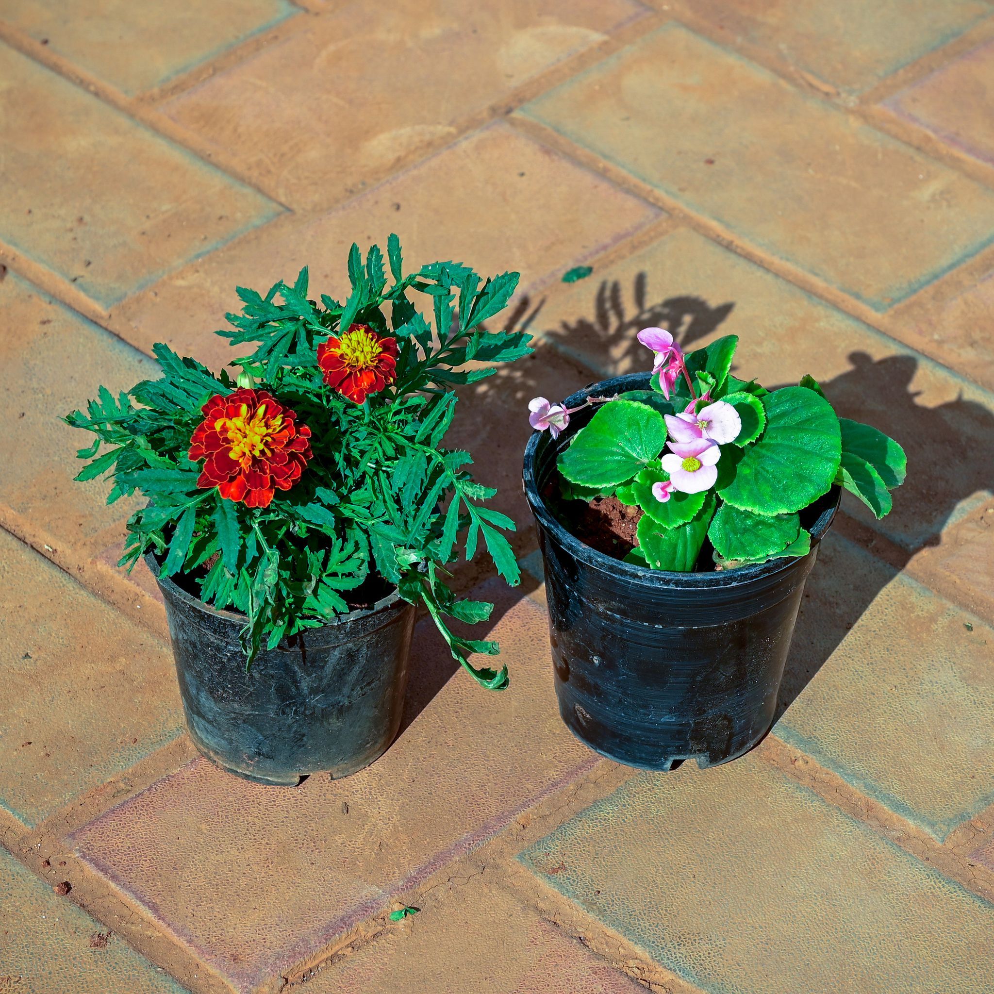 Set of 2 - Marigold / Genda Red & Begonia White in 4 Inch Nursery Pot