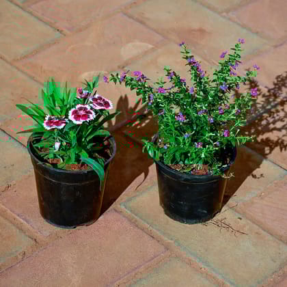 Buy Set of 2 - Dianthus & Cuphea / False Heather (any colour) in 5 Inch Nursery Pot Online | Urvann.com