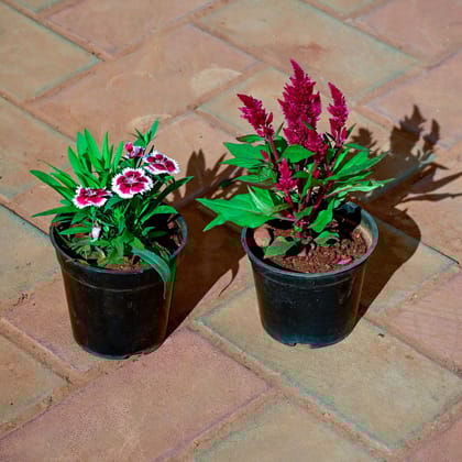 Buy Set of 2 - Dianthus & Cockscomb (any colour) in 5 Inch Nursery Pot Online | Urvann.com