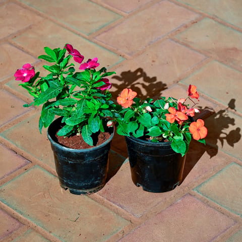 Set of 2 - Impatients Balsamina & Periwinkle / Sadabahar / Vinca (any colour) in 5 Inch Nursery Pot
