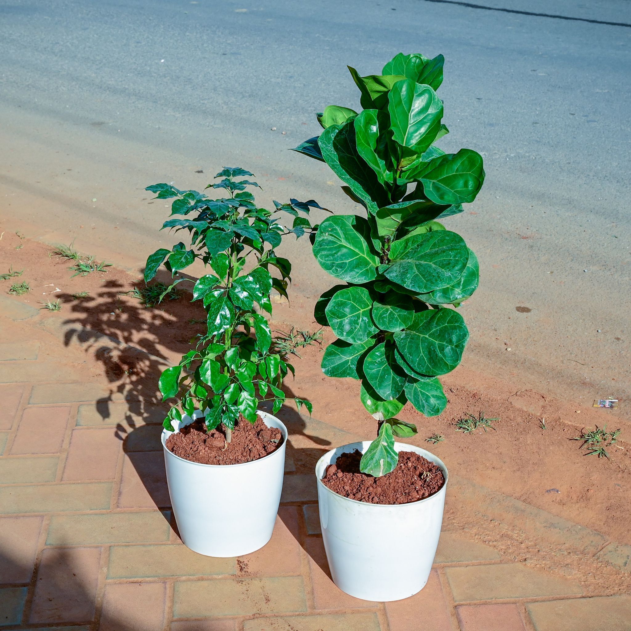 Set of 2 - Fiddle Leaf Fig / Ficus Lyrata & Radermachera / China Doll in 7 Inch White Premium Sphere Plastic Pot