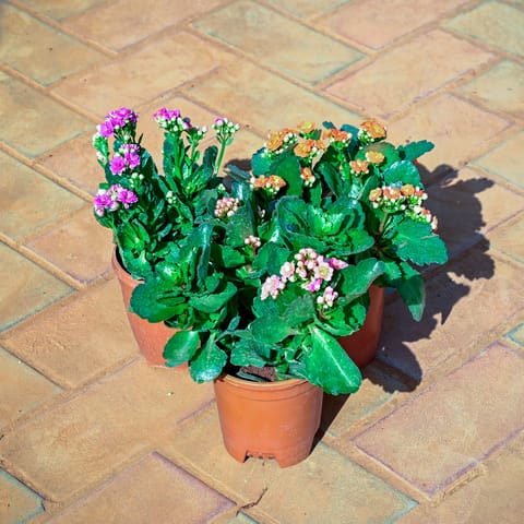 Set of 3 - Kalanchoe Succulent (Any Colour) in 5 Inch Live Plant Nursery Pot