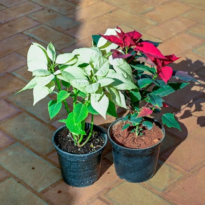 Buy Set of 2 - Poinsettia / Christmas Flower (Red & White) in 5 Inch Nursery Pot Online | Urvann.com