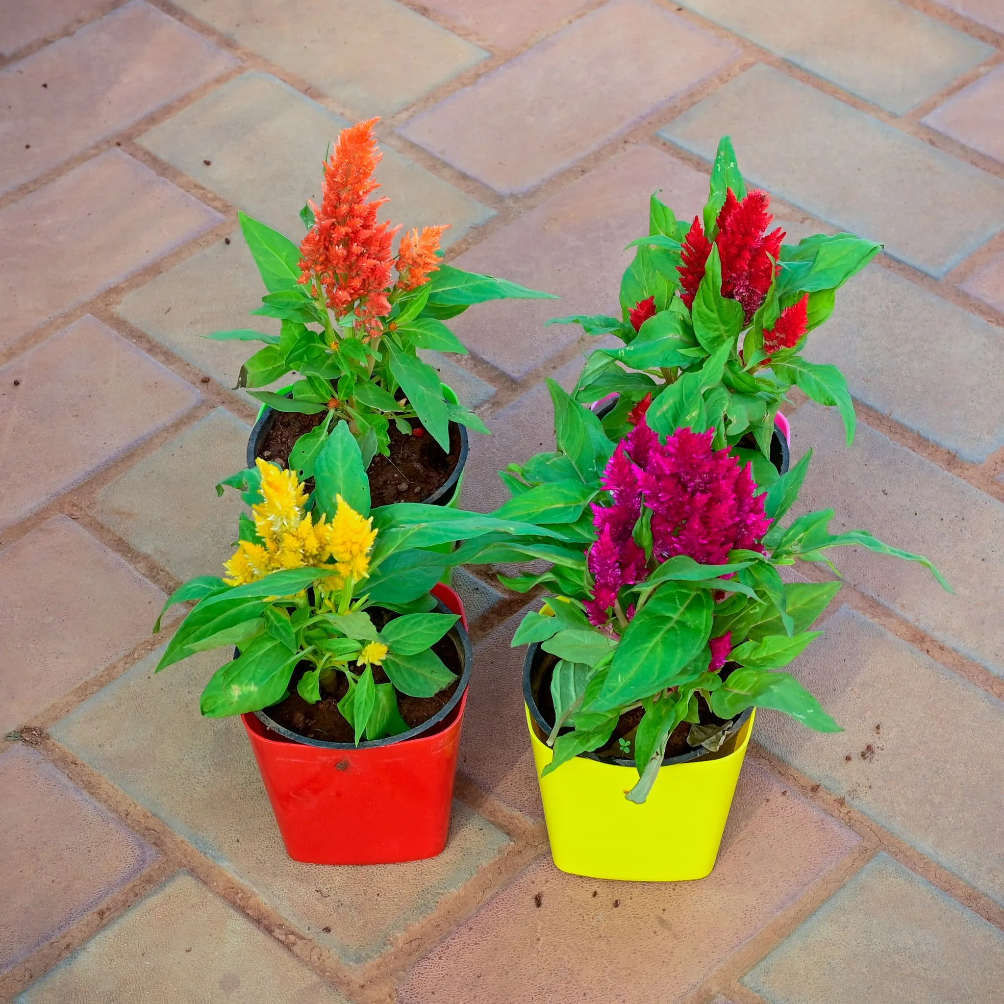 Set of 4 - Cockscomb (Red, Orange, Pink & Yellow) in 4 Inch Premium Square Plastic Pot (any colour)