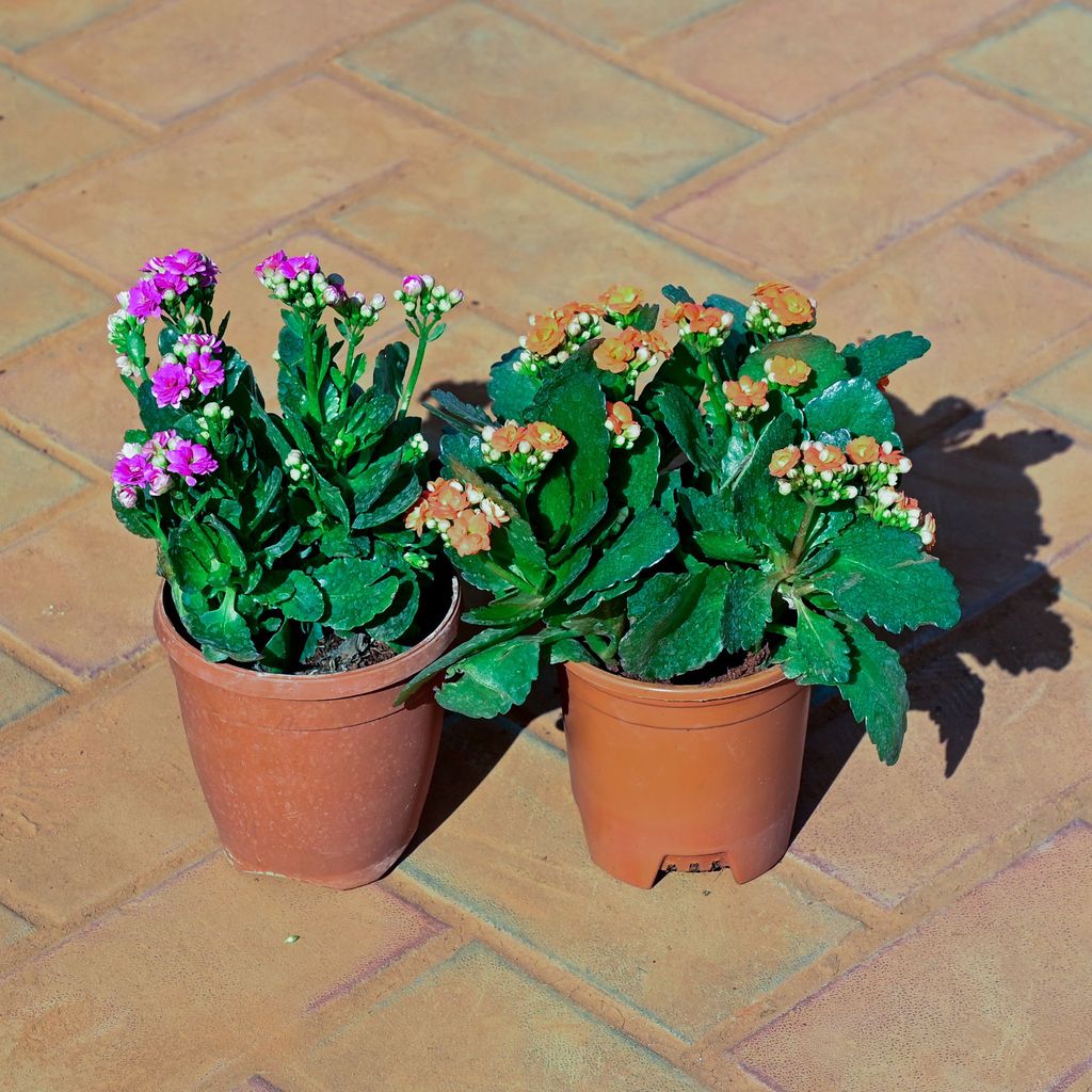 Buy Set of 2 - Kalanchoe Succulent (any colour) in 5 Inch Nursery Pot Online | Urvann.com Set of 2 - Kalanchoe Succulent (any colour) in 5 Inch Nursery Pot