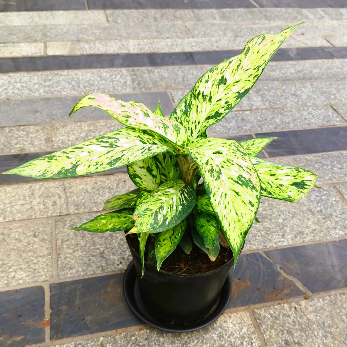 Dieffenbachia Mary in 5 Inch Nursery Pot with Tray