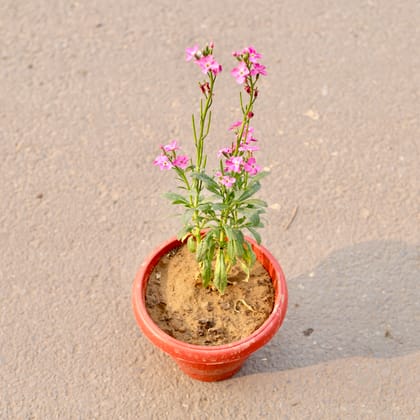 Buy Stock Flower (Any Colour) in 8 Inch Terracotta Red Classy Plastic Pot Online | Urvann.com