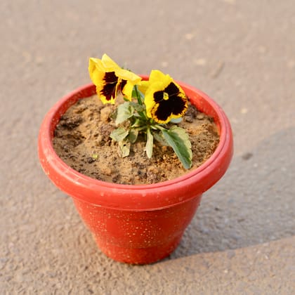 Buy Pansy (Any Colour) in 8 Inch Terracotta Red Classy Plastic Pot Online | Urvann.com