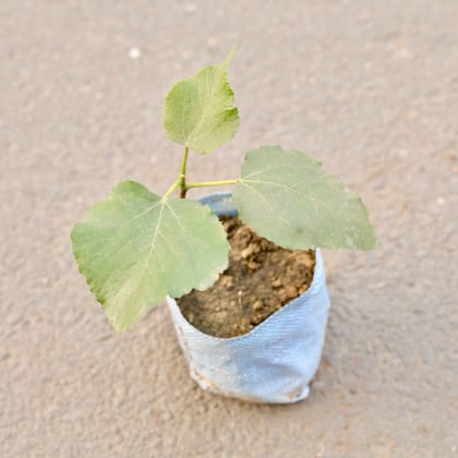 Buy Anjeer / Fig in 7 Inch Nursery Bag Online | Urvann.com