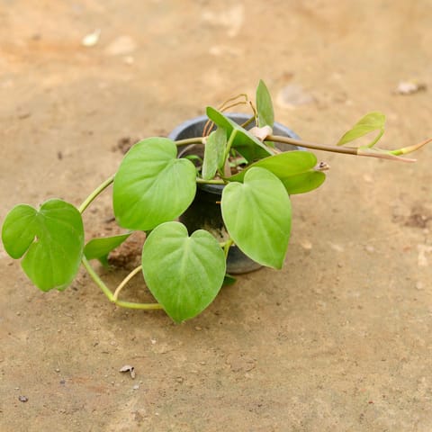 Oxycardium Green in 4 Inch Black Nursery Pot