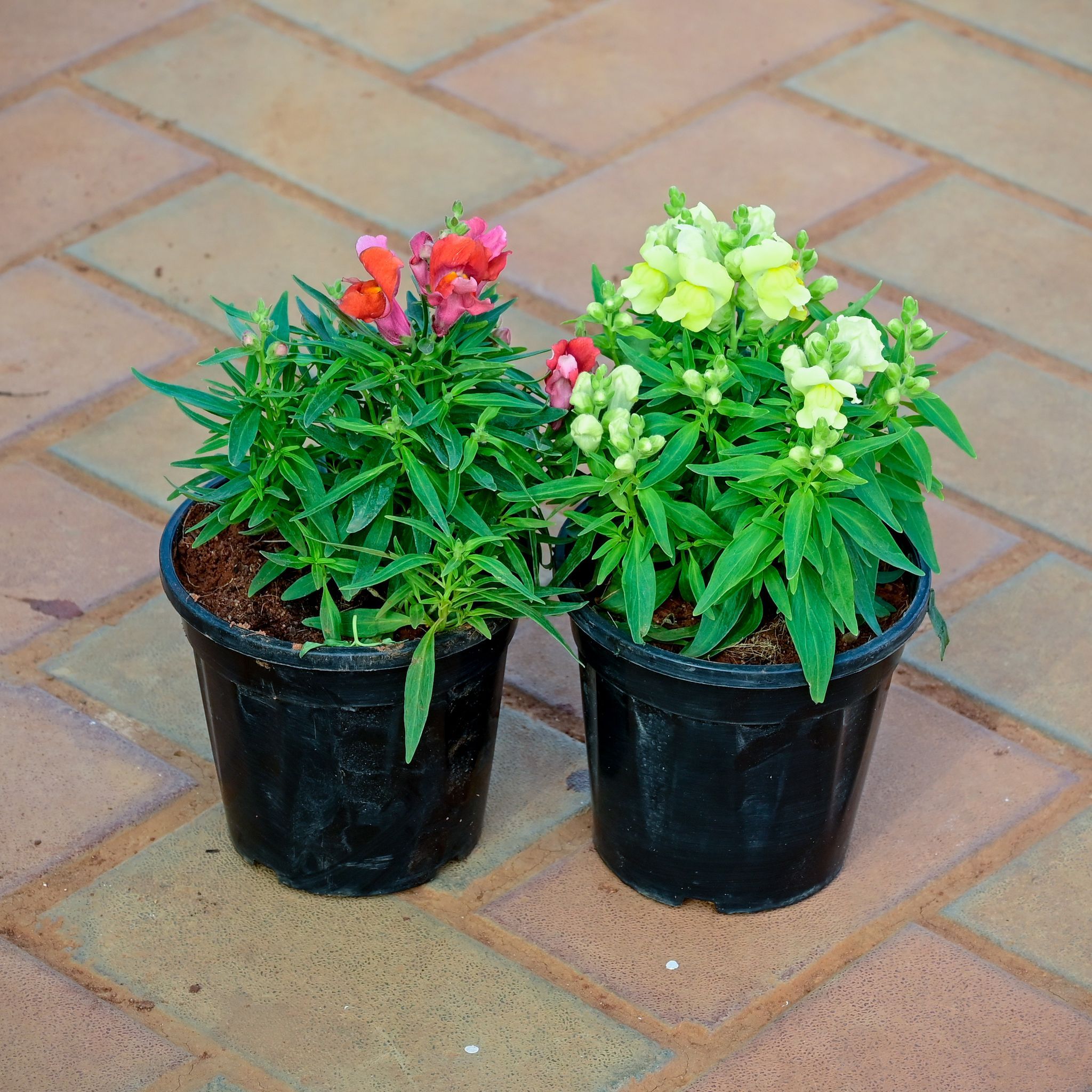 Set of 2 - Antirrhinum Majus (Snapdragon) / Dog Flower (Yellow & Red) in 4 Inch Nursery Pot