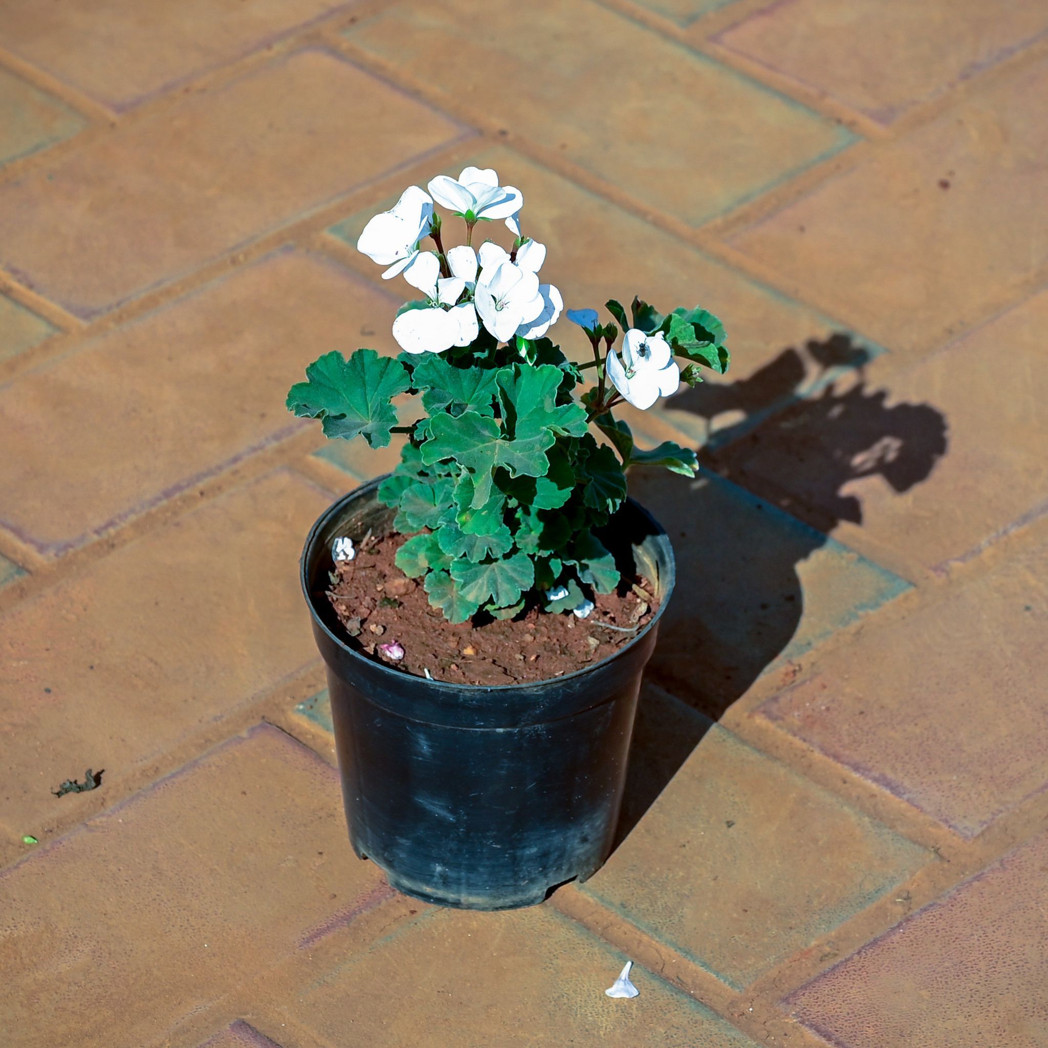 Geranium (Any Colour) in 4 Inch Nursery Pot