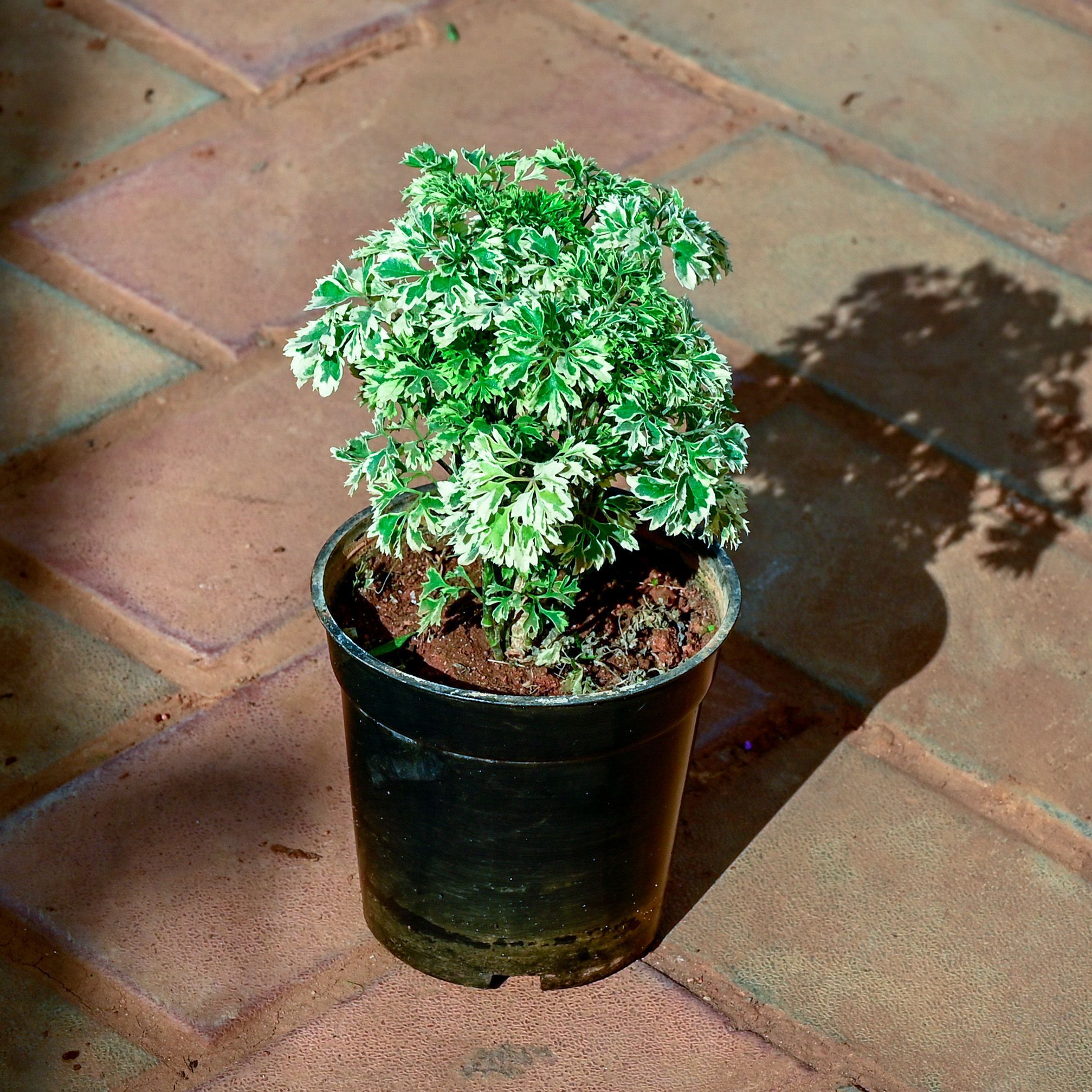 Aralia White in 4 Inch Nursery Pot