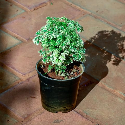 Aralia White in 4 Inch Nursery Pot