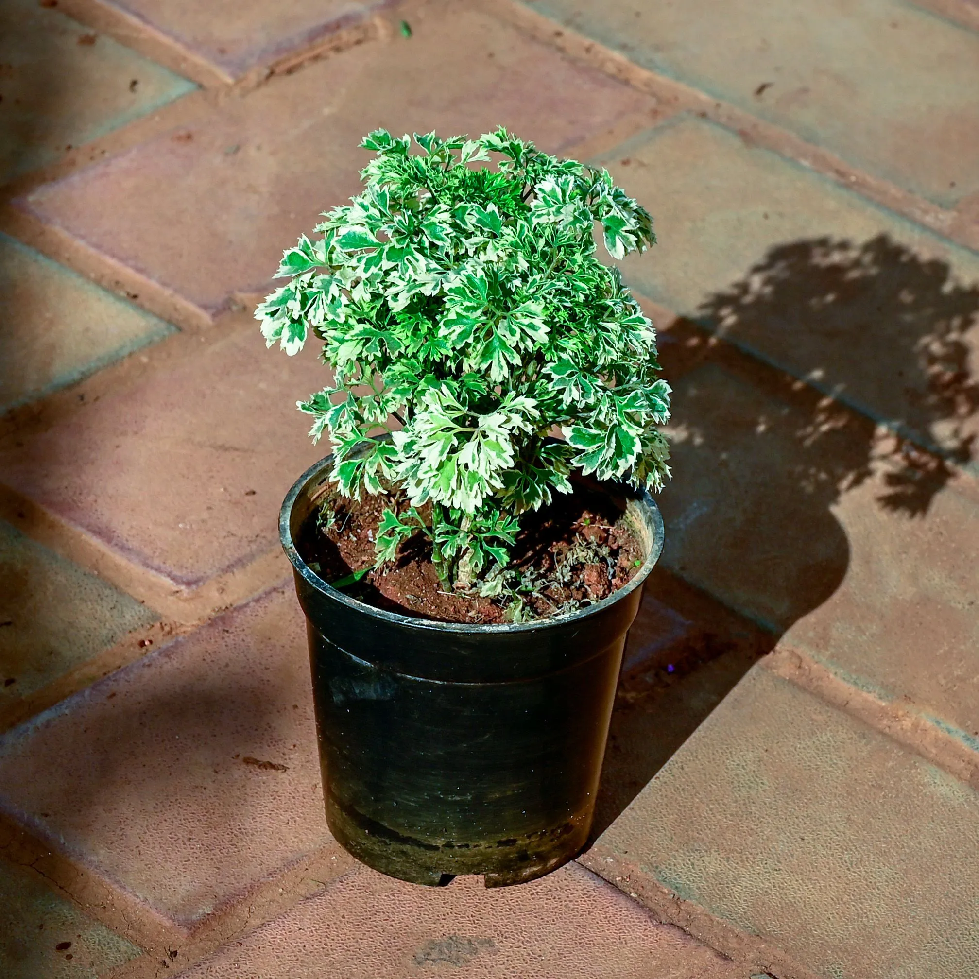 Aralia White in 4 Inch Nursery Pot