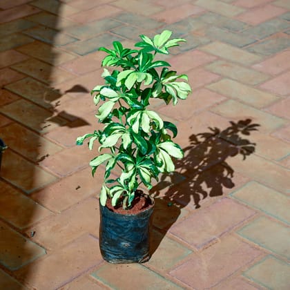 Buy Schefflera Variegated in 4 Inch Nursery Bag Online | Urvann.com