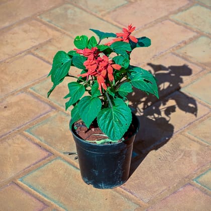 Buy Salvia Red in 4 Inch Nursery Pot Online | Urvann.com