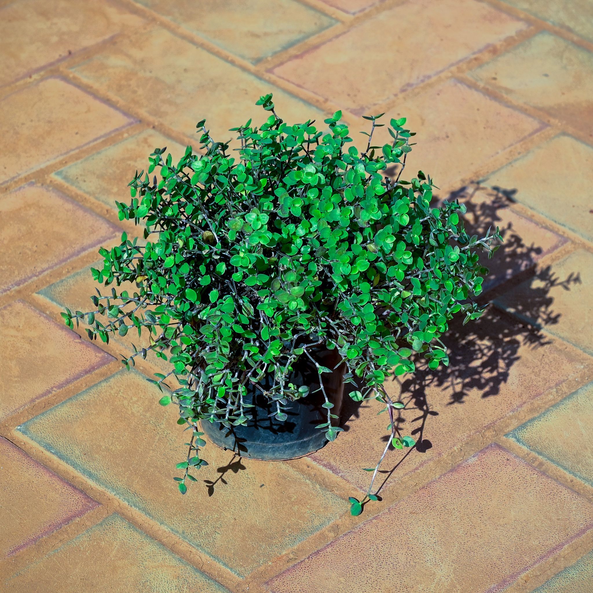 Turtle Vine in 4 Inch Nursery Pot