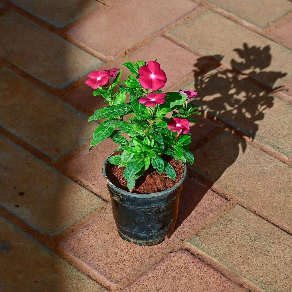 Buy Periwinkle / Vinca / Sadabahar Pink in 4 Inch Nursery Pot Online | Urvann.com Periwinkle / Vinca / Sadabahar Pink in 4 Inch Nursery Pot
